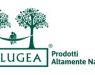 Salugea